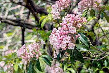 Mountain laurel flowers