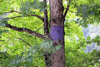 Purple paint on tree