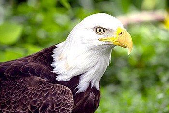 Bald eagle close up