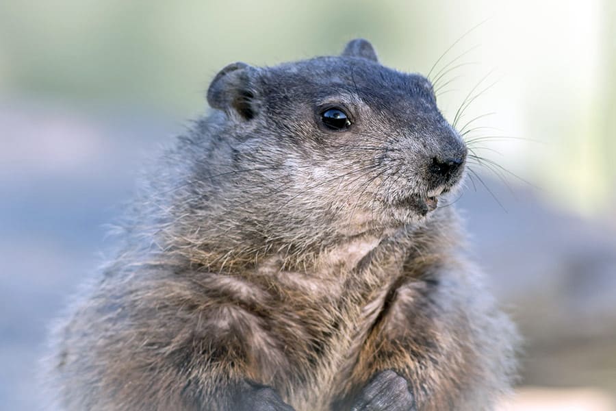 Punxsutawney Phil is a groundhog also known as woodchucks or whistle pigs