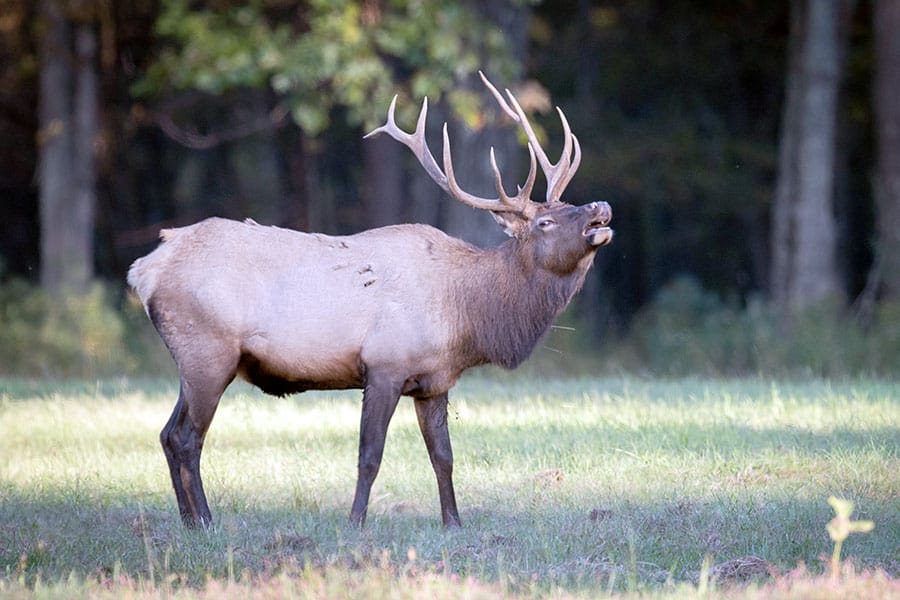 Bull elk bugling in forest meadow