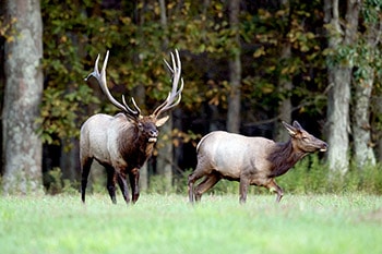 Two elk in grassy meadow