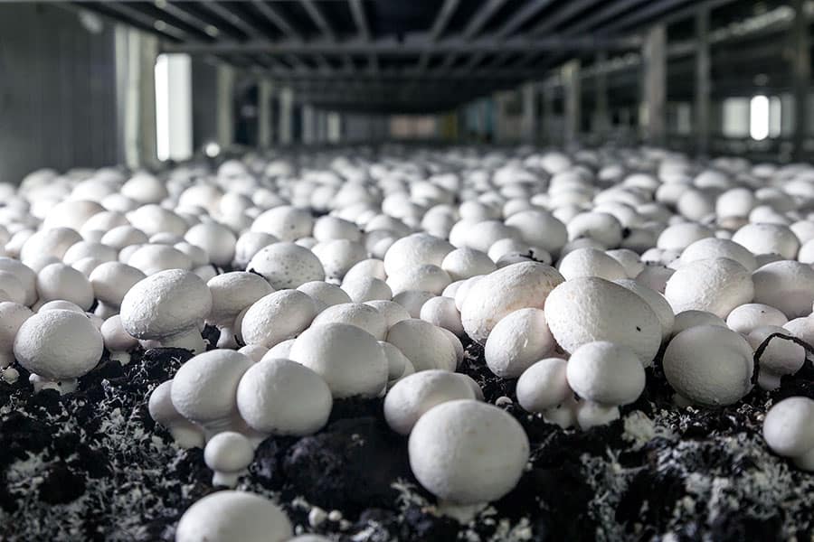 Rows of Champignons mushrooms growing on farm