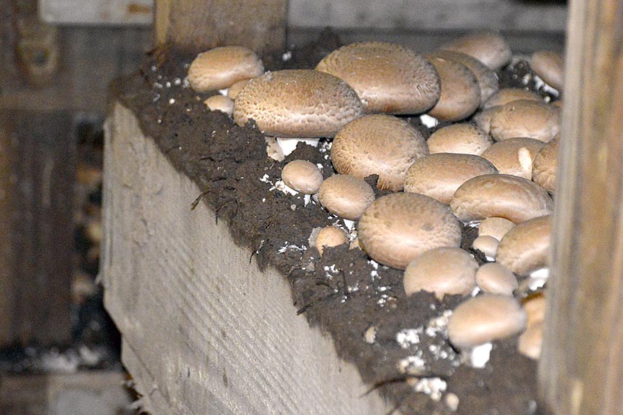 Mushrooms in wooden bin grown in Kennett Square, in Chester County, Pennsylvania the Mushroom Capital of the World