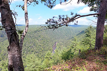 View of gorge thru trees