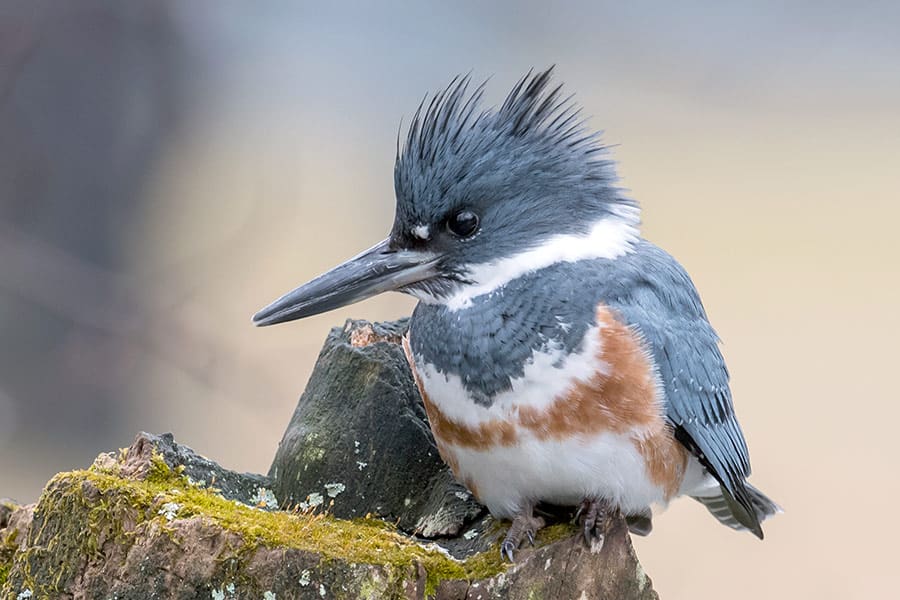 Blue and White Belted Kingfisher sitting on tree stump