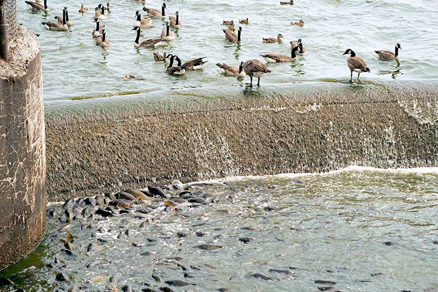 Canadian geese and carp congregate at dam spillway