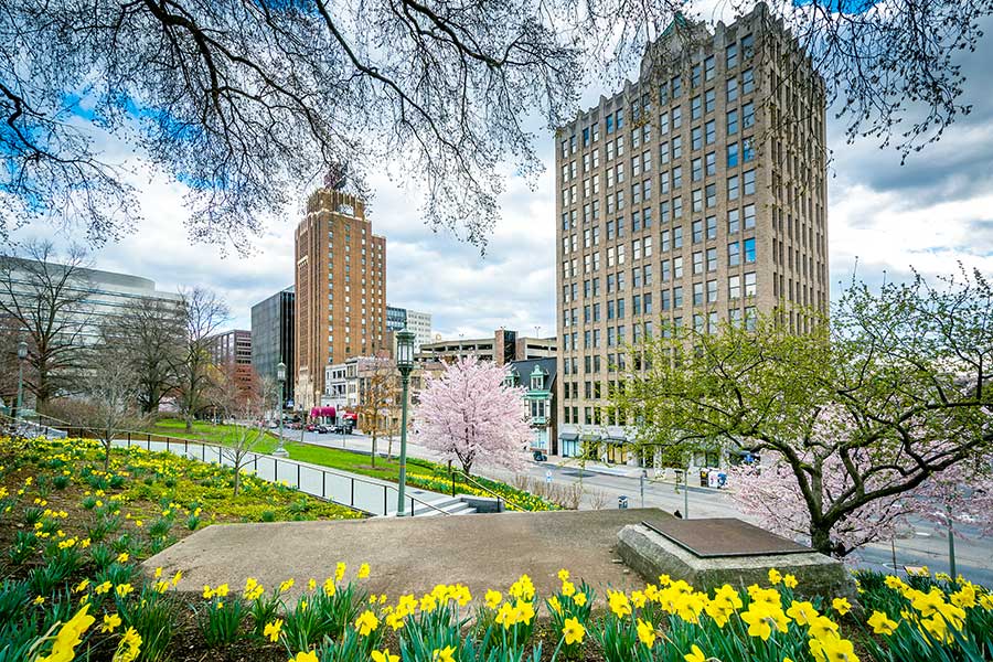 Yellow flowers in garden with city buildings in background