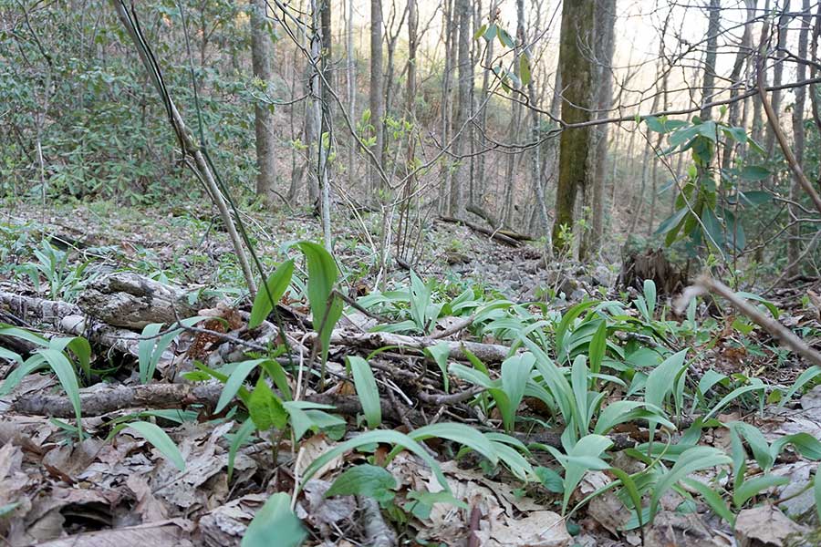 Wild leeks growing in the Pennsylvania forest during spring