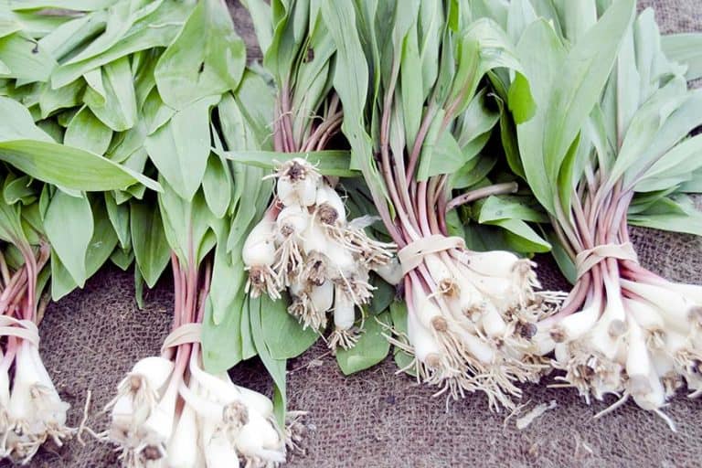 Do Leeks Grow Wild In Pennsylvania? Keystone Answers