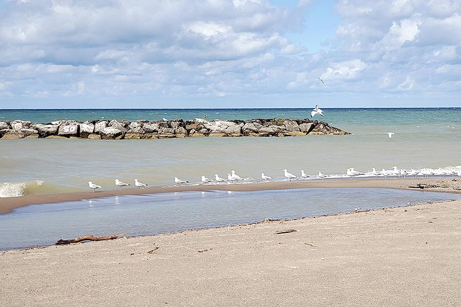 Flock of seagulls on a beach in Presque Isle, Lake Erie