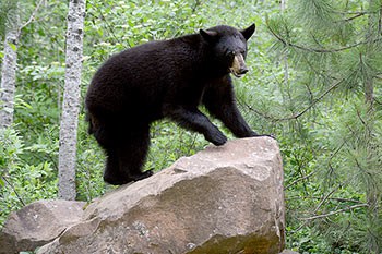 Black bear on top of rock