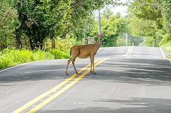 Deer standing in middle of road