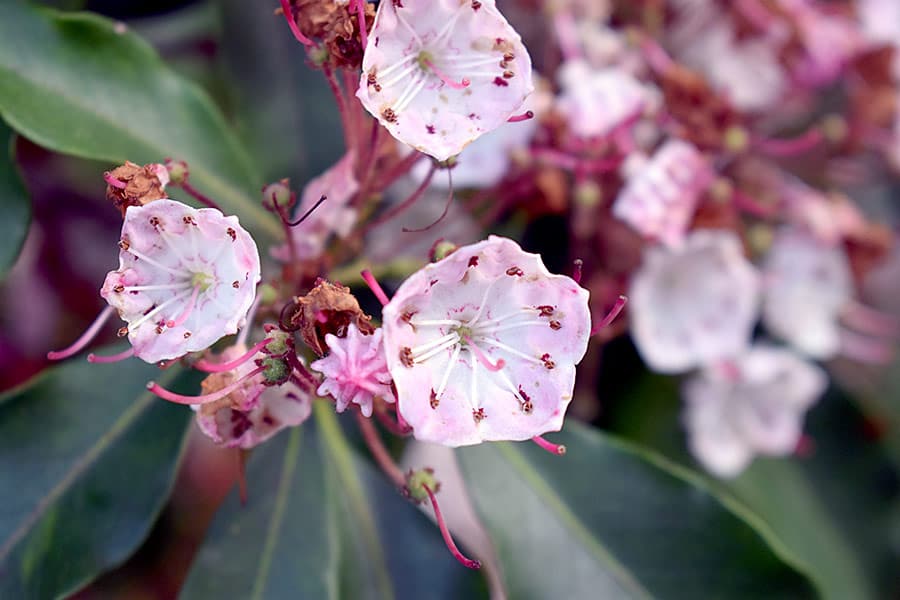 Close up view of a mountain laurel blossom
