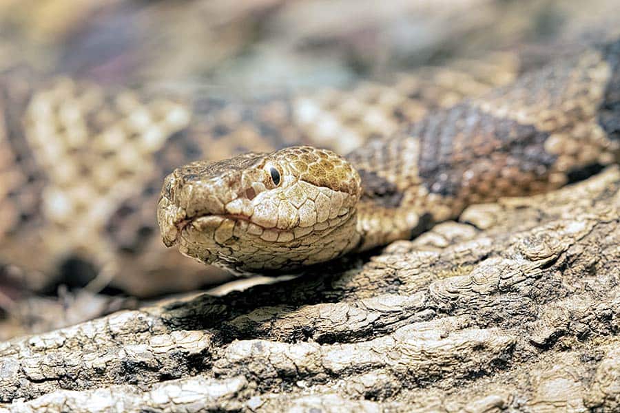 View of a northern copperhead close-up