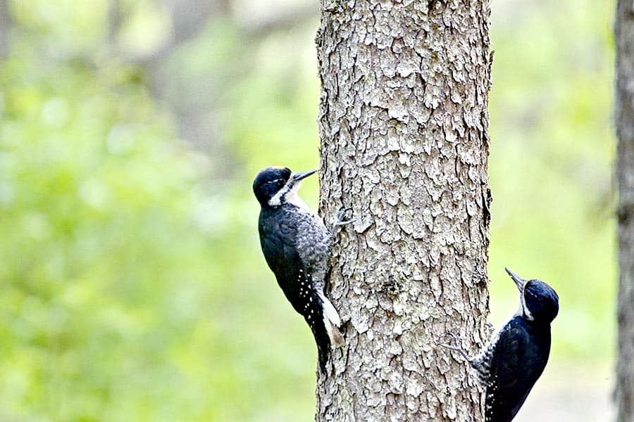 A pair of Black-Backed Woodpeckers on tree