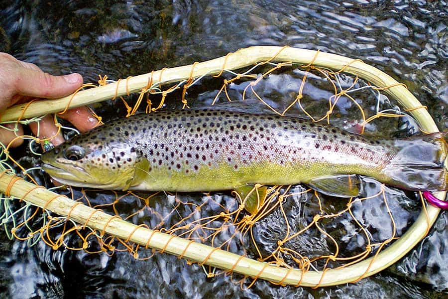 Brown trout in fishing net