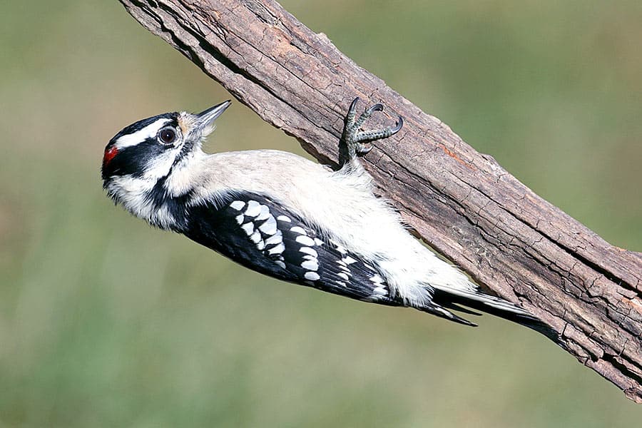 Downy Woodpecker looking for insects on the underside of limb