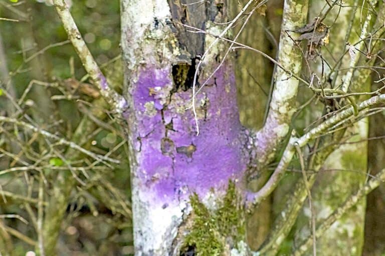 Why Is There Purple Paint On Trees In Pennsylvania? Keystone Answers