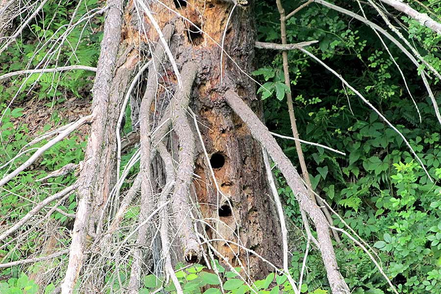 Woodpecker holes in old  dead hemlock tree