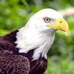Bald eagle close up