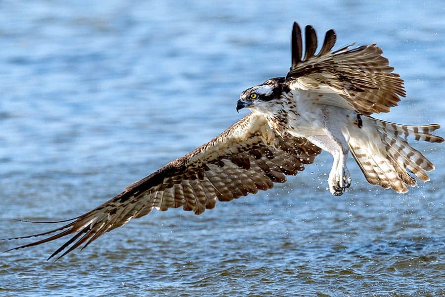Osprey trying to catch a fish