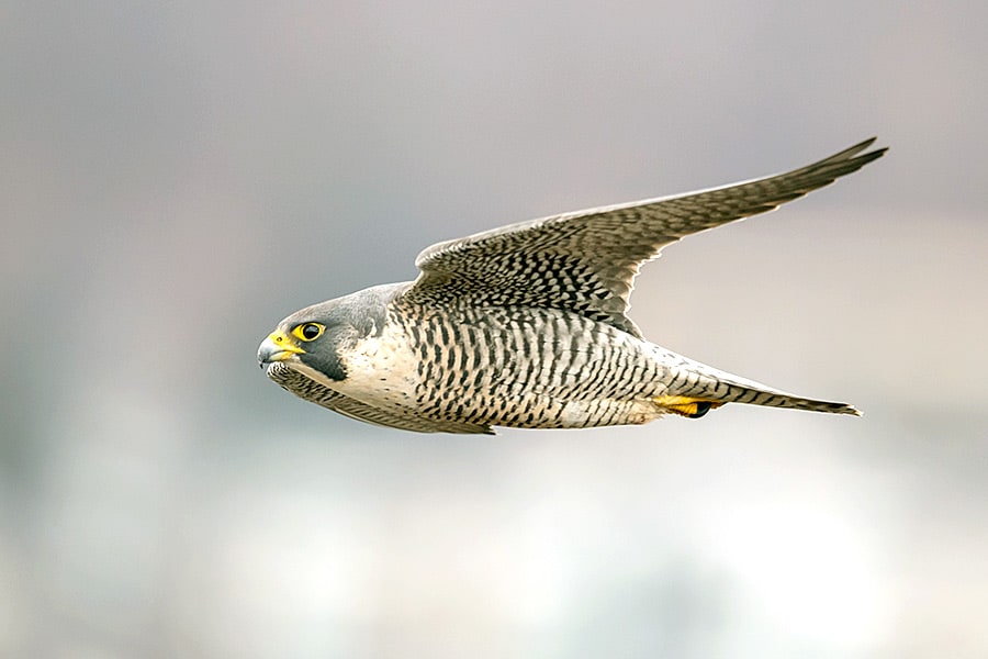 Peregrine falcon diving toward its prey